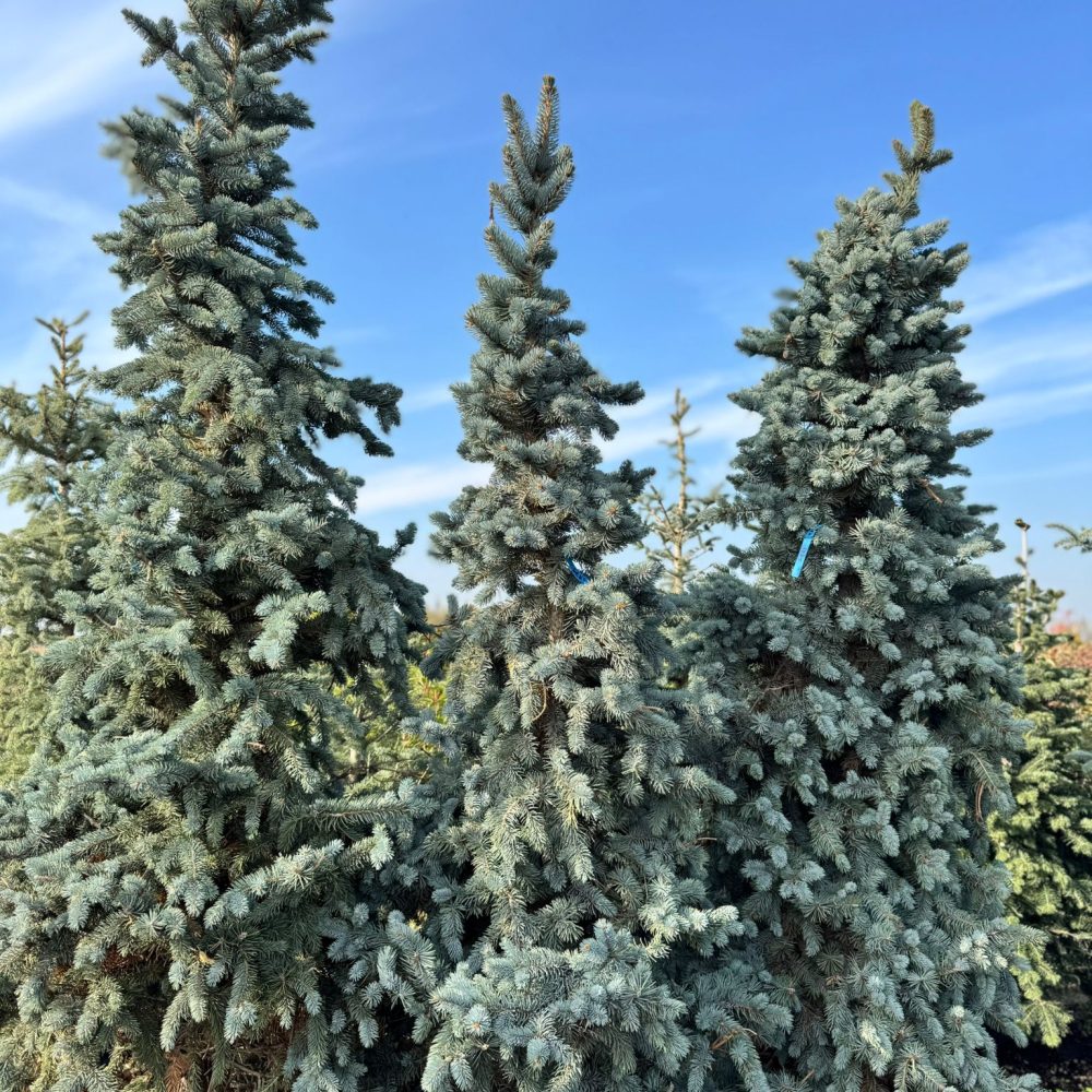 Picea Pungens