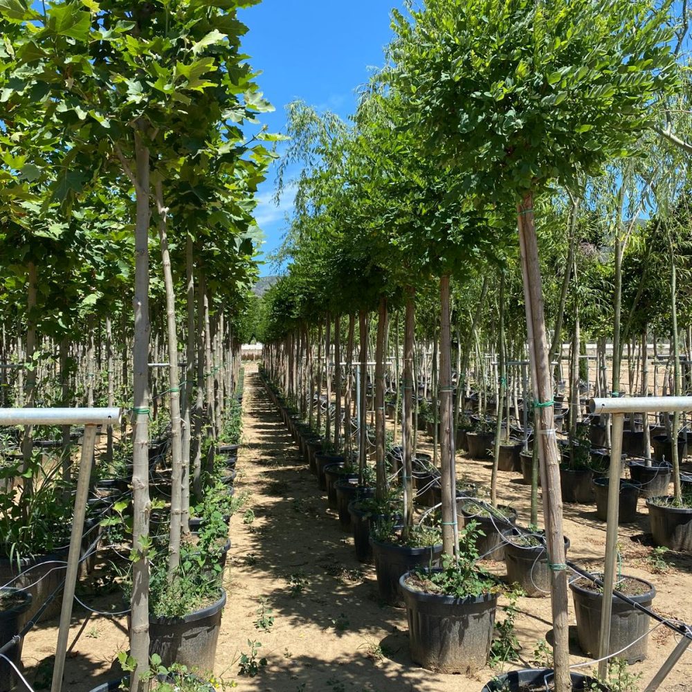 Acer Platanus