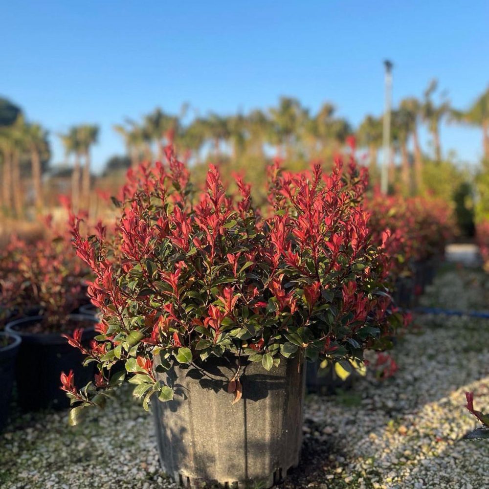 Berberis Vulgaris
