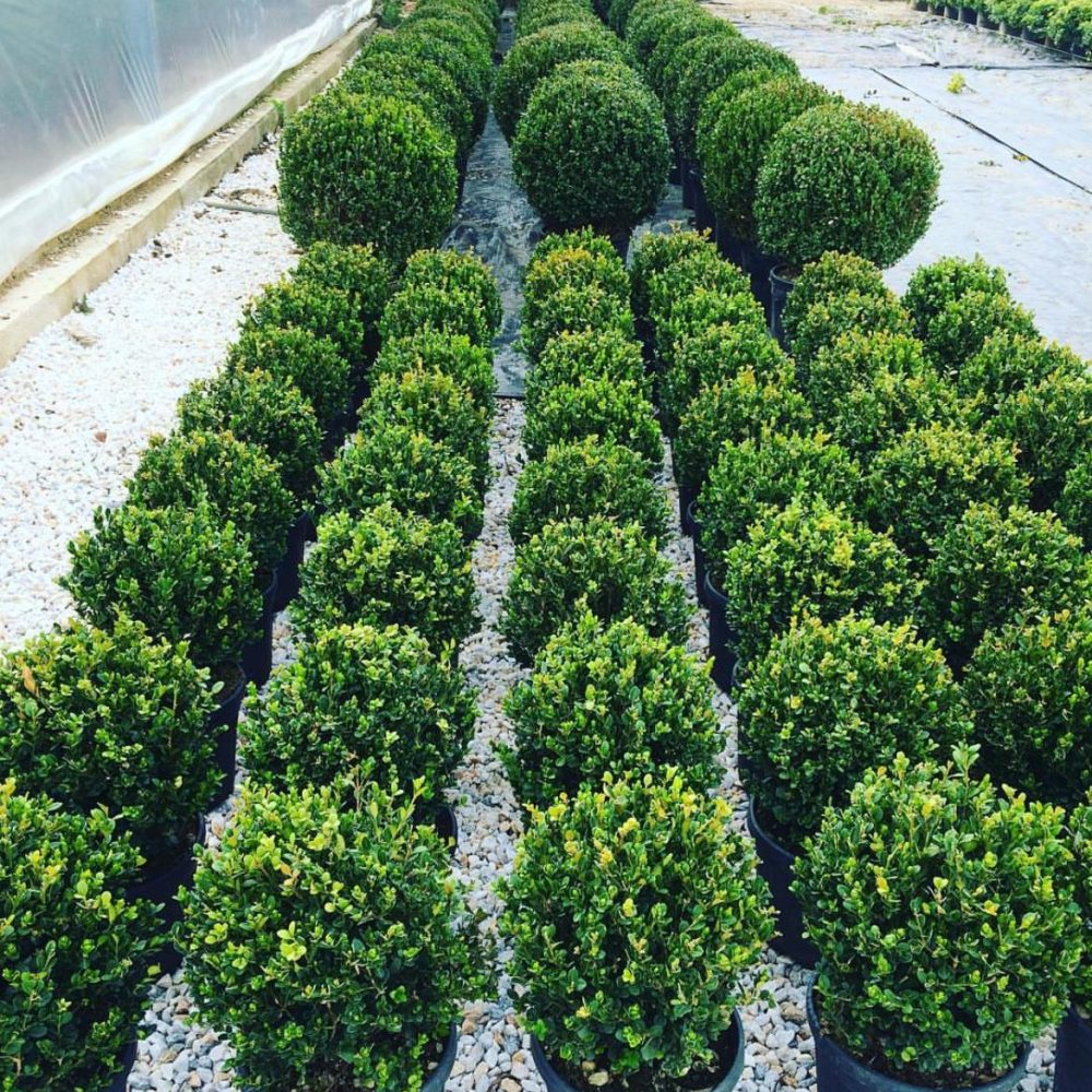 Buxus