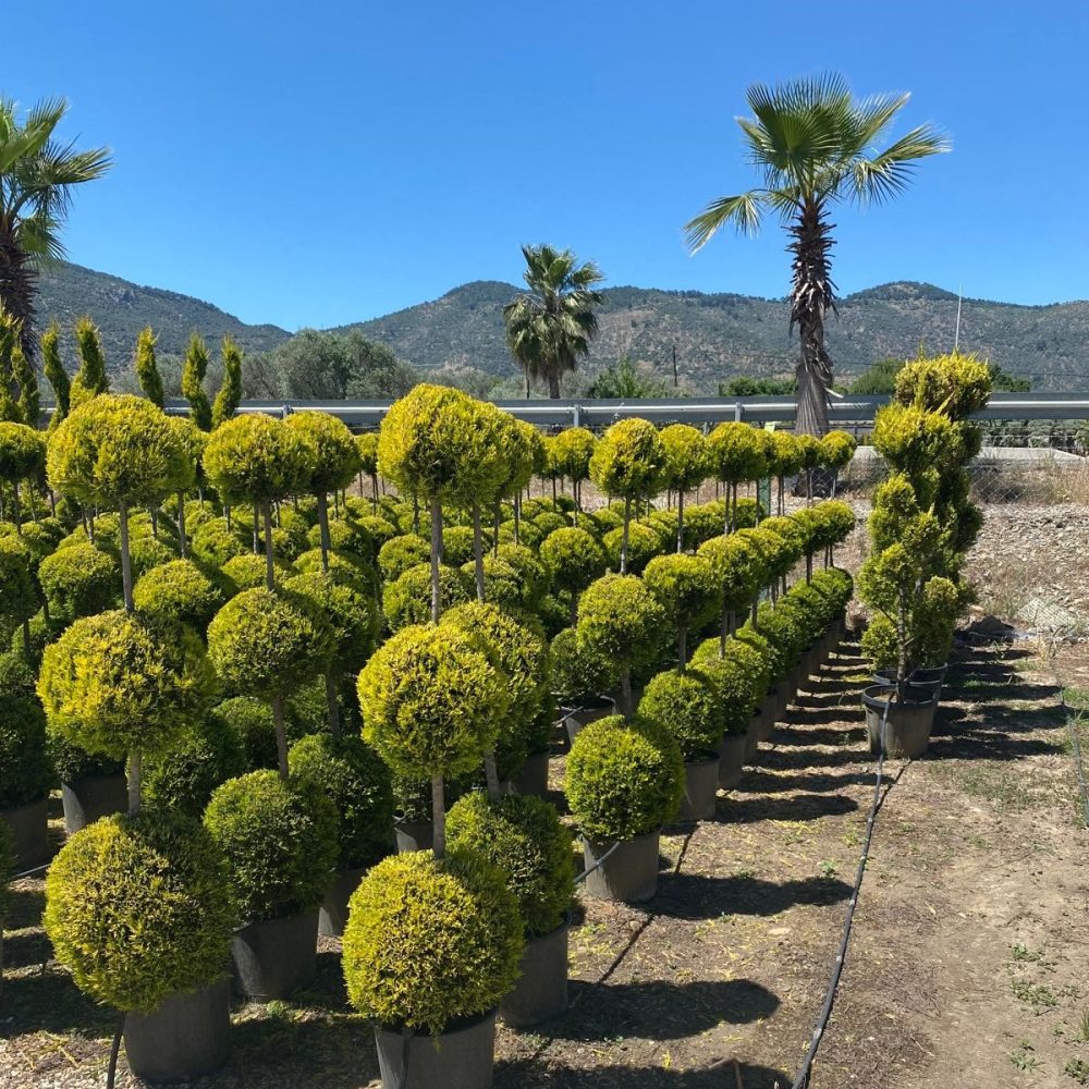 CupressusArizonica