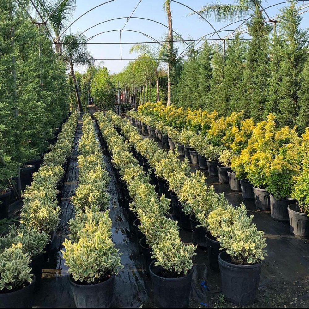 Euonymus Japonicus.