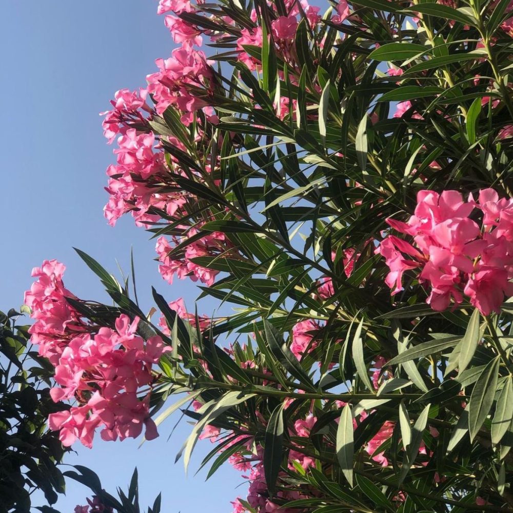 Nerium Oleander.