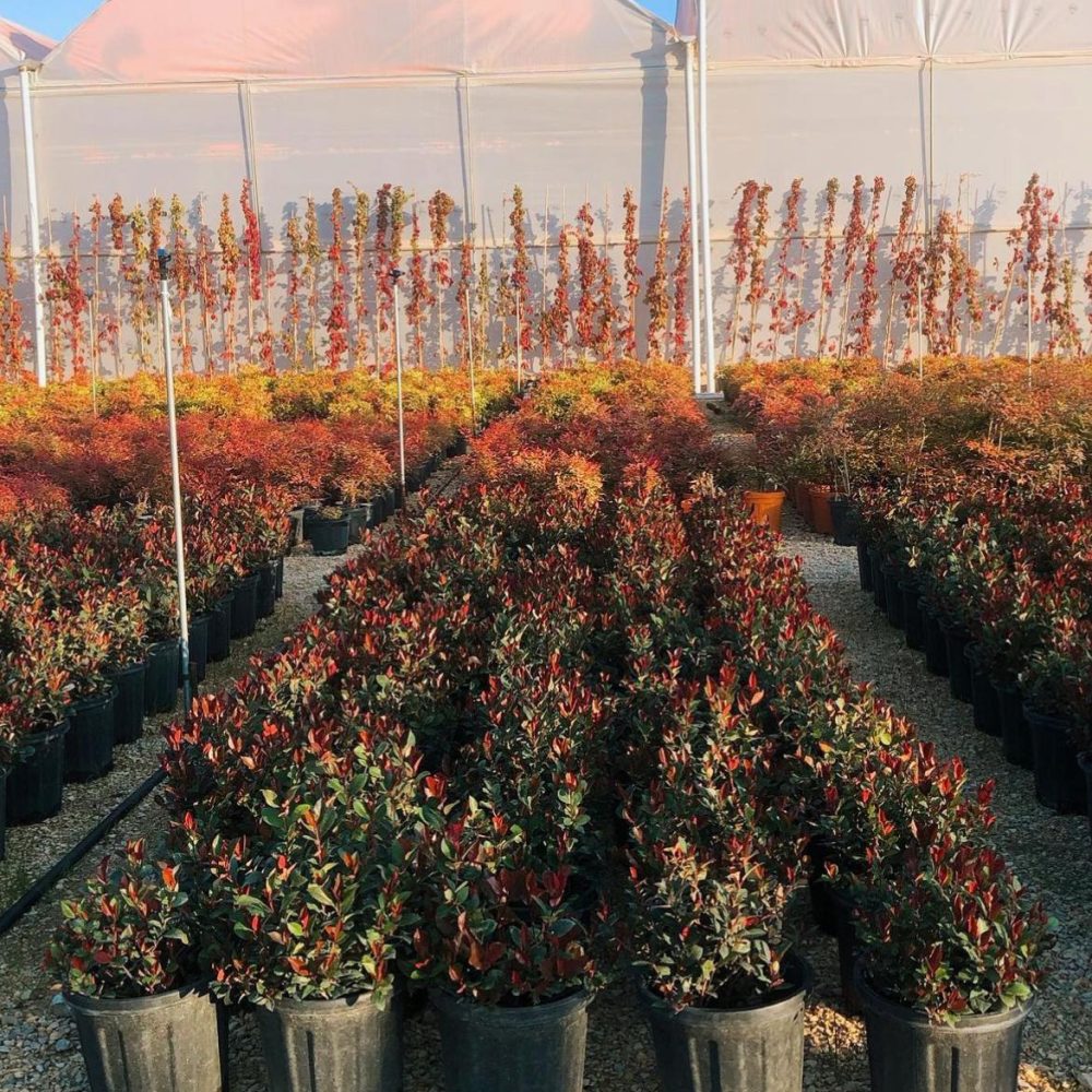 Photinia x fraseri