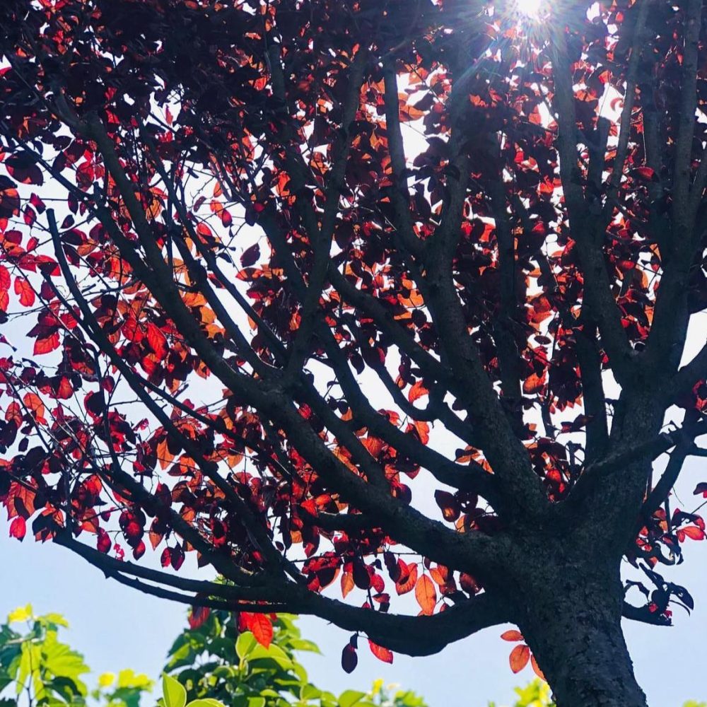 Prunus Cerasifera Nigra