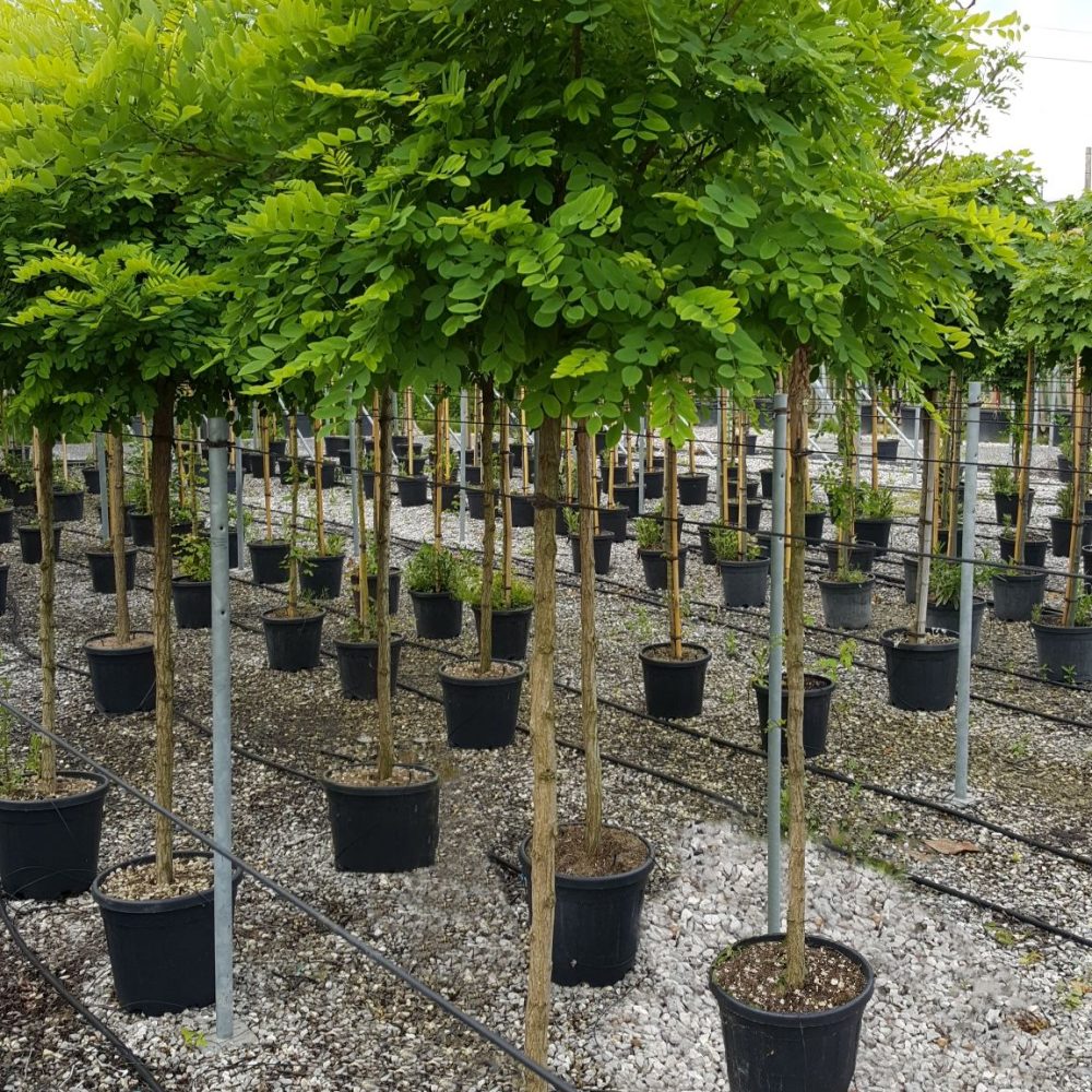 Robinia.