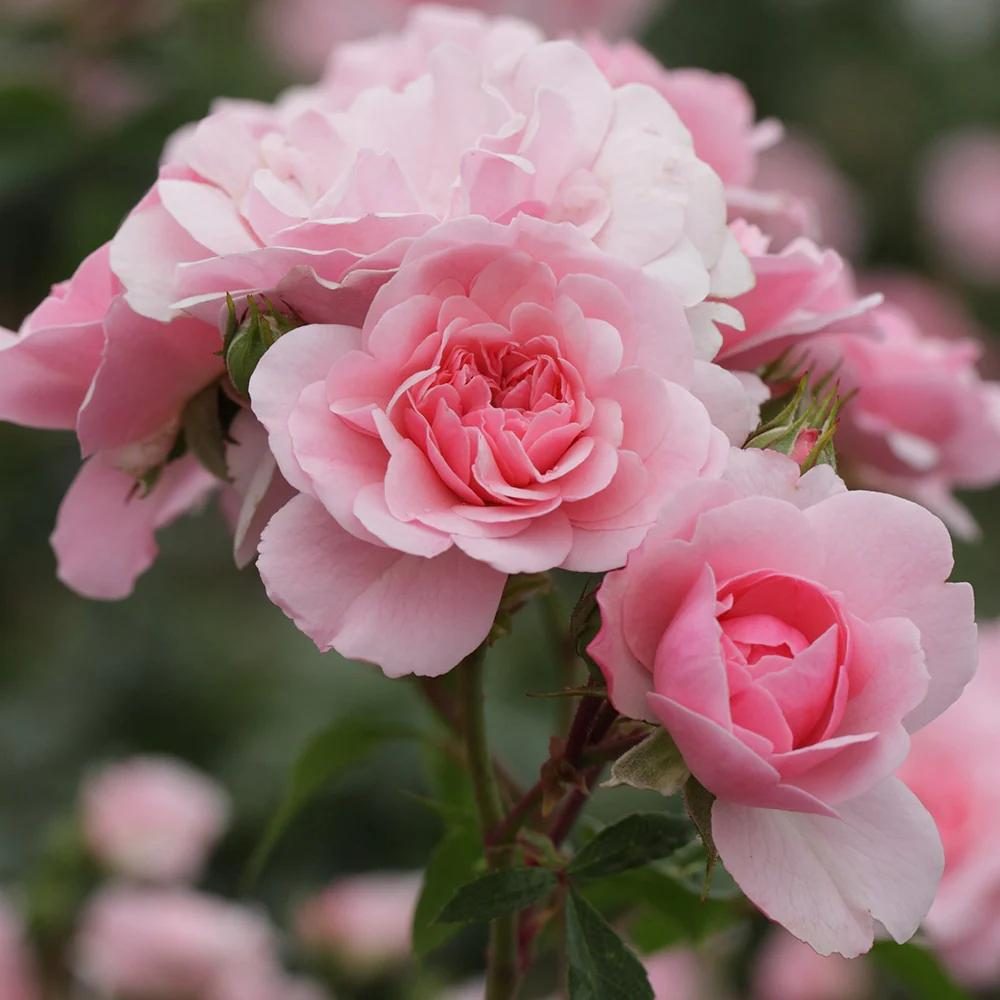 Rosa
