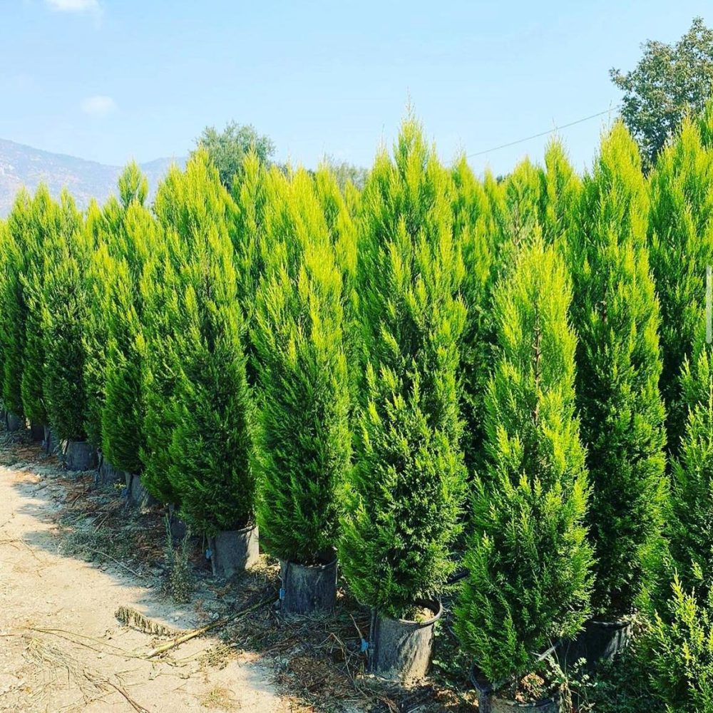 Thuja Smaragd